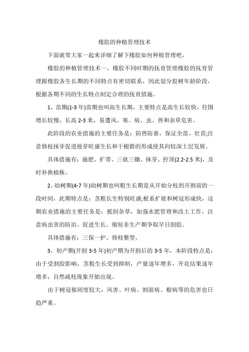 橡胶的种植管理技术