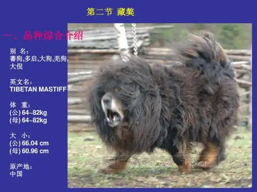 第二节  藏獒