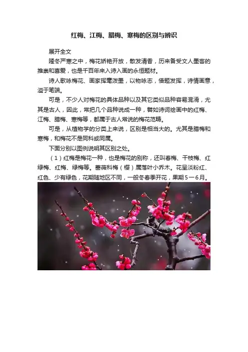 红梅、江梅、腊梅、寒梅的区别与辨识