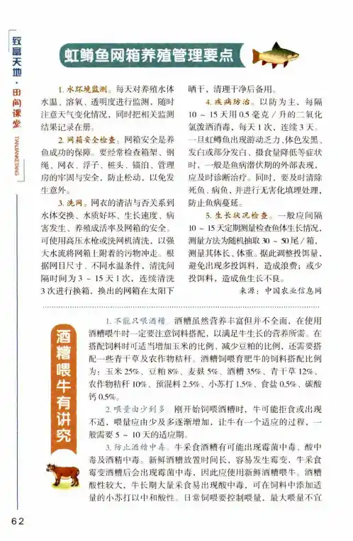 酒糟喂牛有讲究