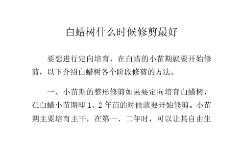 白蜡树什么时候修剪最好
