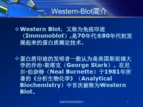 免疫印迹法的实验技术培训课件