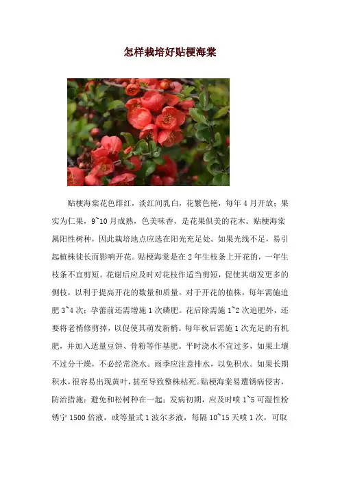 怎样栽培好贴梗海棠