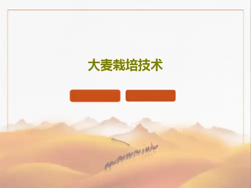 大麦栽培技术共28页