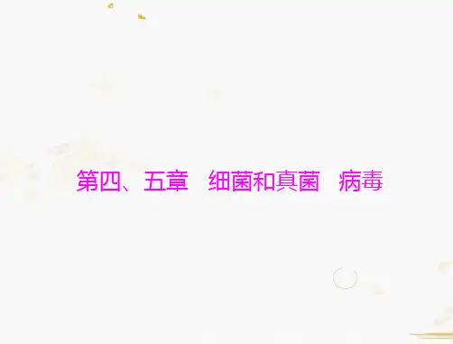 生物第五单元第四、五章细菌和真菌病毒课件