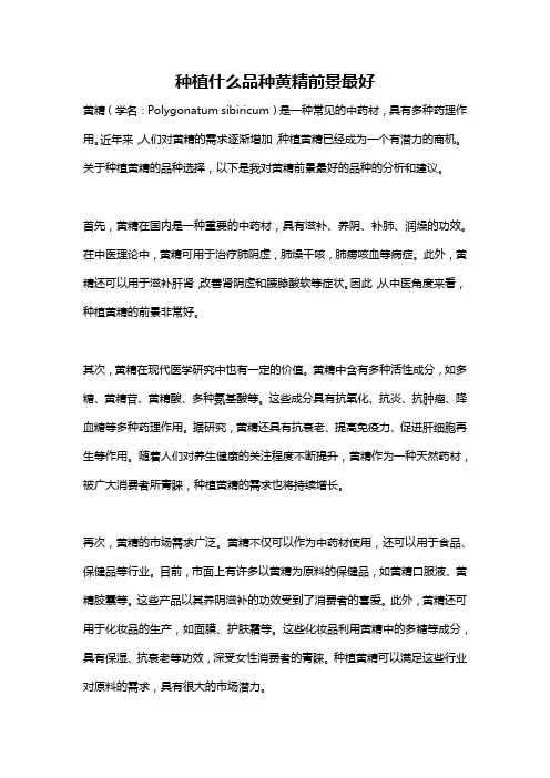 种植什么品种黄精前景最好