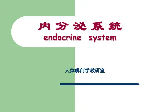 人体解剖学课件——内分泌系统