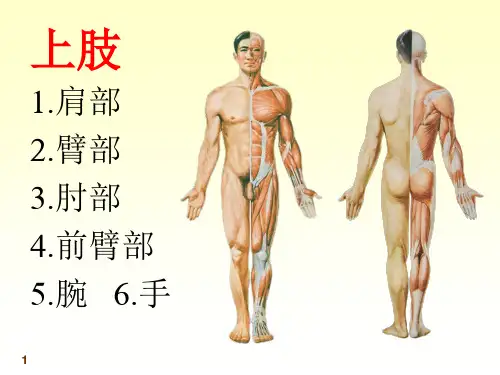 上肢局部解剖ppt课件