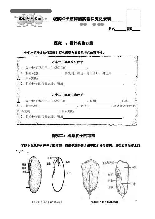 生物人教版七年级上册观察种子的结构实验探究记录表