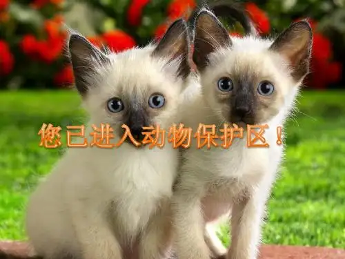 保护动物ppt