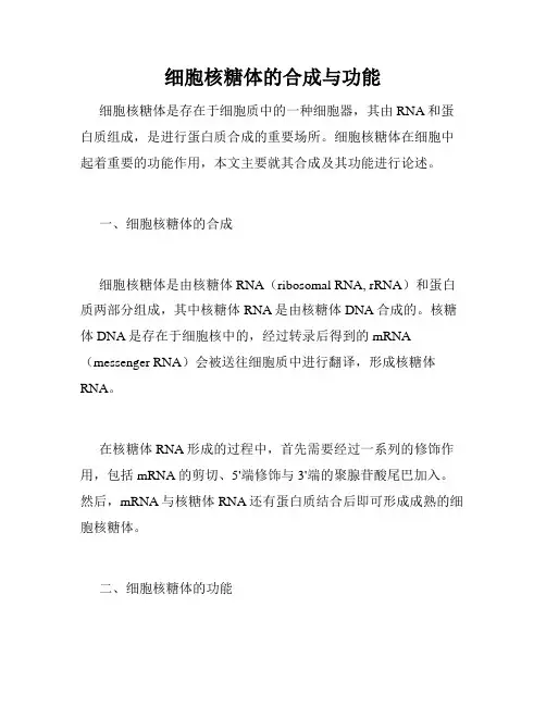 细胞核糖体的合成与功能