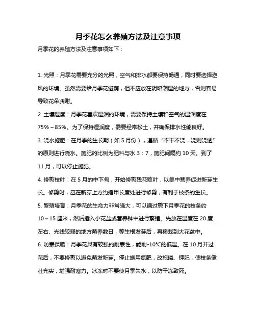 月季花怎么养殖方法及注意事项