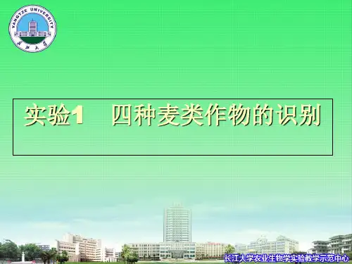 四种麦类作物的识别推荐优秀PPT