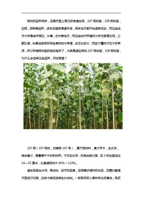 杨树苗那个品种好