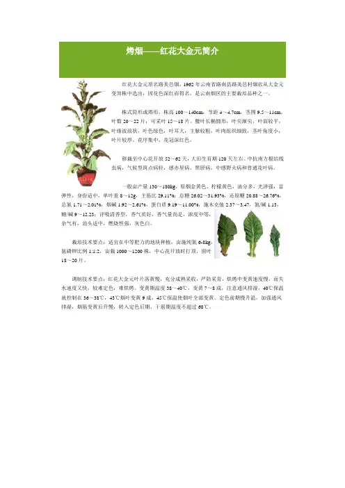 烤烟品种介绍
