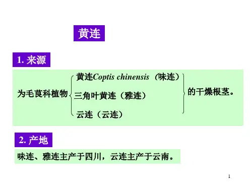 11.黄连ppt课件