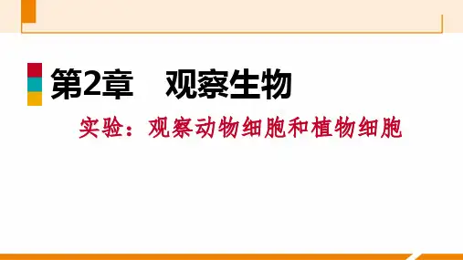 实验：观察动物细胞和植物细胞