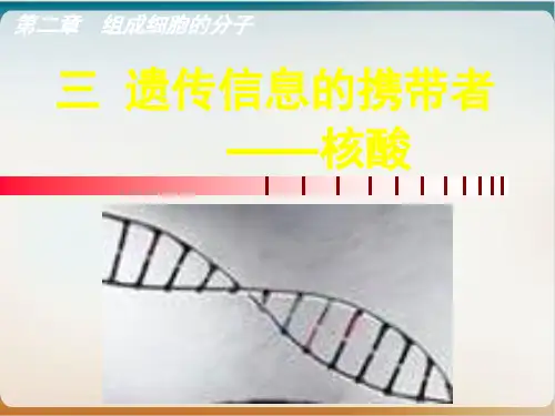 新人教版生物必修一《核酸》上课课件