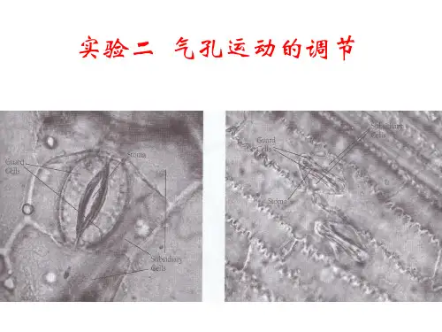 实验2_气孔_1_