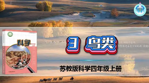 最新苏教版科学四年级上册3鸟类PPT课件
