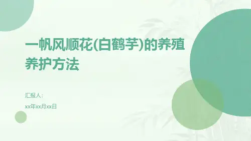 一帆风顺花(白鹤芋)的养殖养护方法