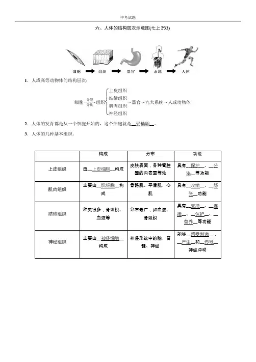 六、人体的结构层次示意图