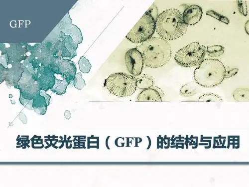 绿色荧光蛋白的结构与应用
