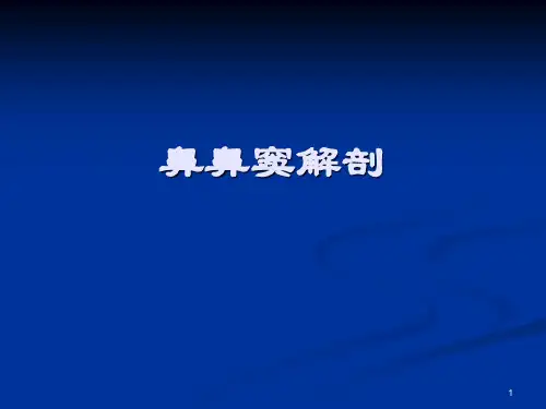 鼻鼻窦解剖ppt课件