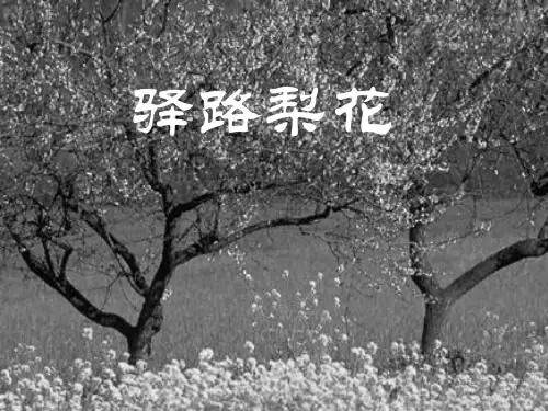 公开课教案教学设计课件北京课改初中语文七上《驿路梨花》PPT课件 (三)