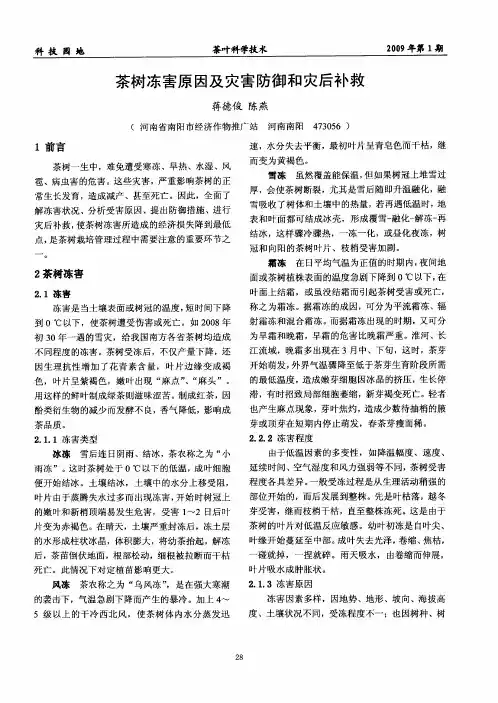 茶树冻害原因及灾害防御和灾后补救