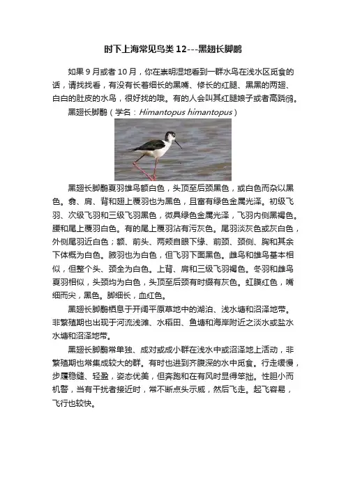 时下上海常见鸟类12---黑翅长脚鹬