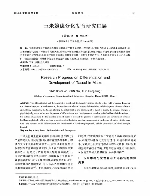 玉米雄穗分化发育研究进展