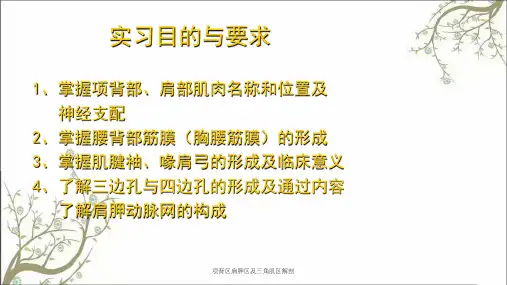 项背区肩胛区及三角肌区解剖
