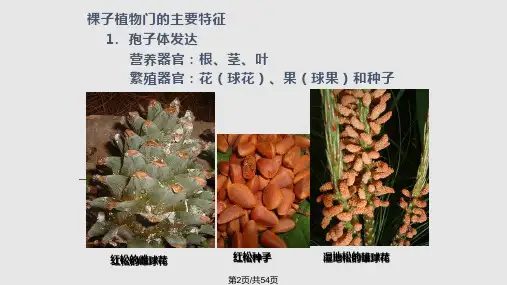 裸子植物课件.pptx