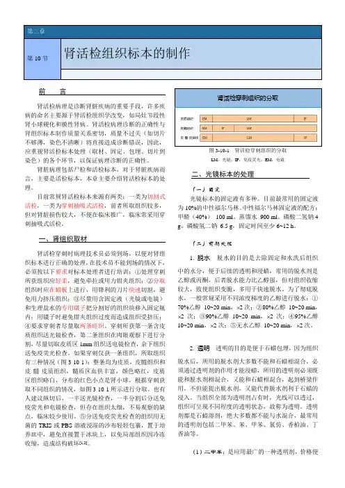肾活检组织标本的制作