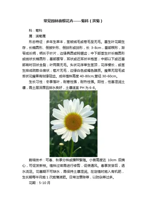 常见园林宿根花卉——菊科（滨菊）