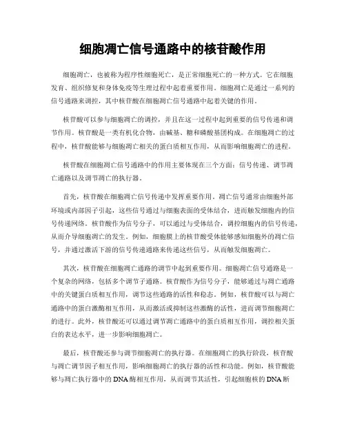 细胞凋亡信号通路中的核苷酸作用
