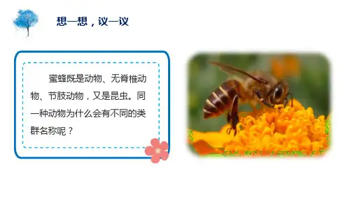 6.1.2 从种到界(课件)八年级生物上册(人教版)
