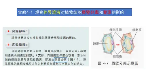 探究实验41观察外界溶液对植物细胞质壁分离和复原的影响高一生物精讲课件