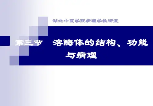 溶酶体高尔基复合体