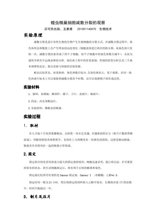 蝗虫精巢细胞减数分裂实验