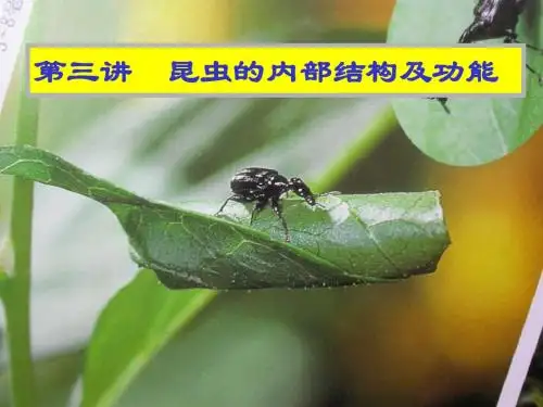 昆虫生理-1