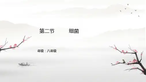 5.4.2细菌 课件(共24张PPT) 人教版 八年级上册