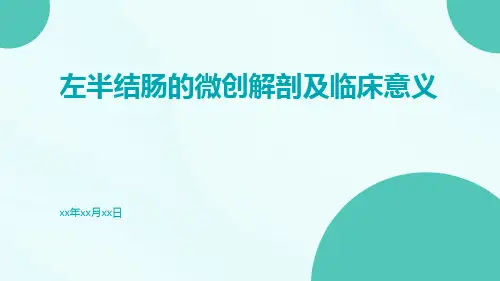 左半结肠的微创解剖及临床意义ppt