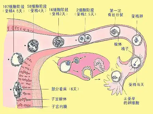 妊娠滋养细胞疾病病人的护理ppt课件