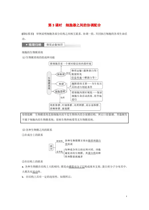 新高考2023届高考生物一轮复习讲义第2单元第3课时细胞器之间的协调配合新人教版