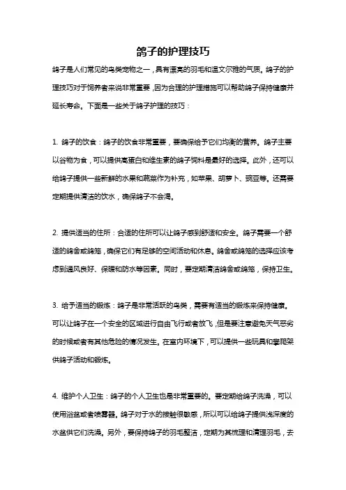 鸽子的护理技巧