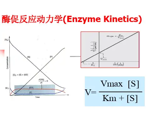 酶动力学课件