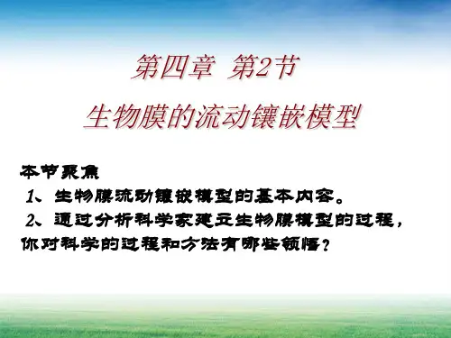 人教版高中生物必修一4.2 生物膜的流动镶嵌模型精品PPT课件