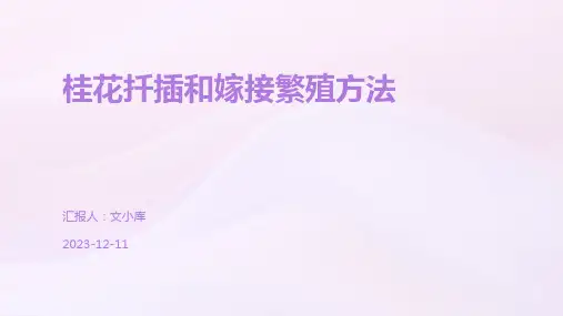 桂花扦插和嫁接繁殖方法